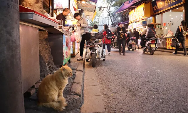 Street cat in China