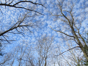 blue sky and clouds behind trees