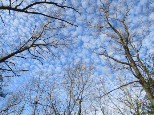 blue sky and clouds behind trees