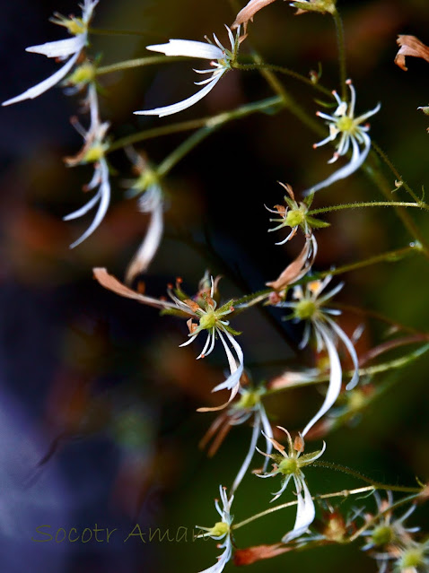 Saxifraga cortusaefolia