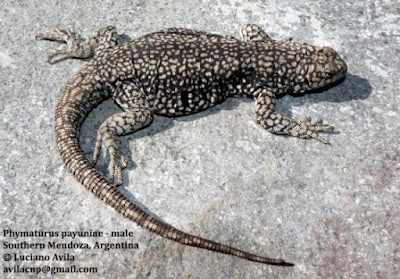 Lagarto de la Payunia (Phymaturus payuniae)