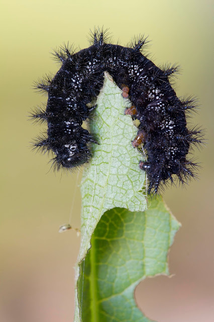 Oruga de Euphydryas desfontainii