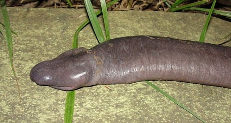 rare snake, like a penis