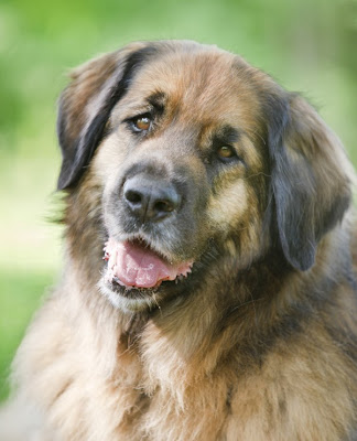 A portrait of a happy leonberger with beautiful brown eyes