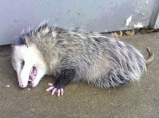 Funny Opossum