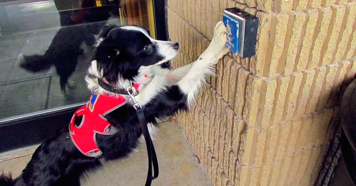 My Border Collie, Rowena: Trials &amp; Tribulations of a ...