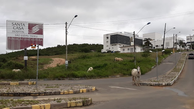 Animais soltos no anel rodoviário de Jequié preocupam motoristas 