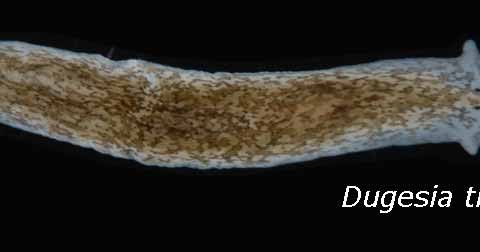 Filum Platyhelminthes : Pengertian, Ciri-ciri, Klasifikasi 