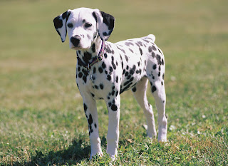 Anjing Dalmatian 3