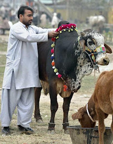 Cow Qurbani 2013,Bakra Eid,Eid al Adha,Camel Qurbani 