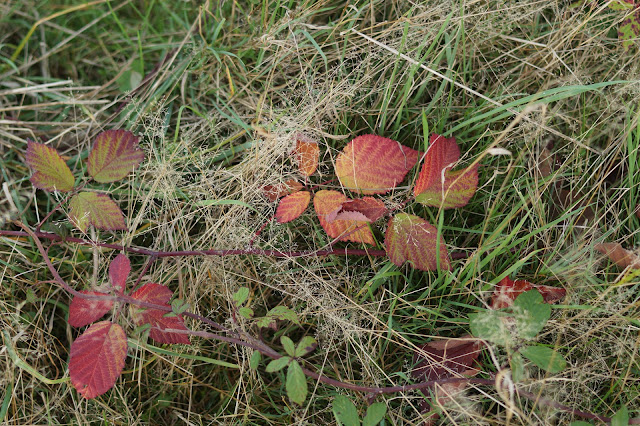 fall highlights in Norfolk