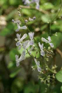 Lierre suédois - Plectranthus verticillatus - Plectranthus australis