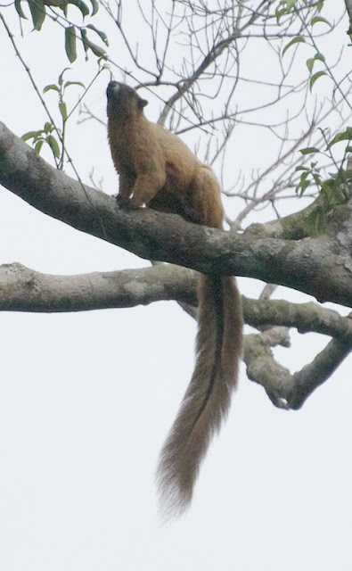 Cream-coloured Giant Squirrel (Ratufa affinis)