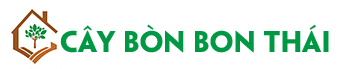 Cây Bòn Bon Thái