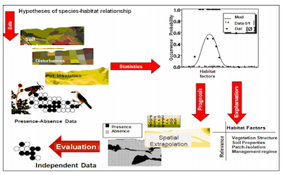 Habitat suitability modeling process