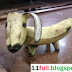 Banana Dog Fruit Art