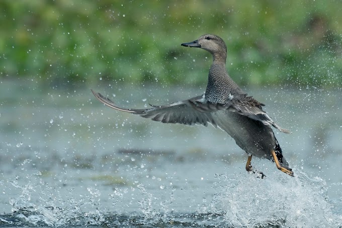 Flight of a male Gadwall Duck