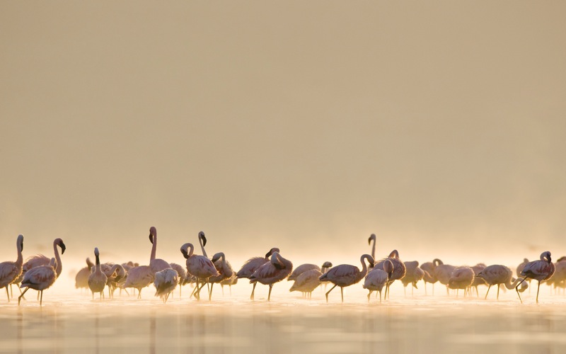 Flamingos