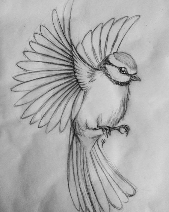 Bird Flying Pencil Drawing