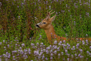 Wildlifefotografie Lippeaue Rehwild Brunft Blattzeit Olaf Kerber