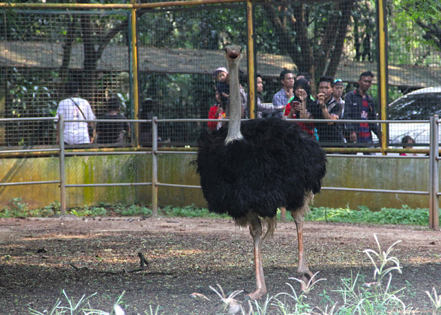 Kebun Binatang Ragunan 2016