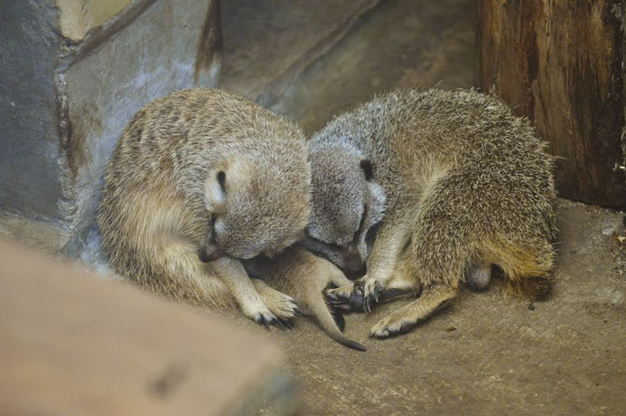 23 Adorable Pictures Of Shy Baby Meerkat And Its Family