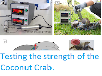 http://sciencythoughts.blogspot.co.uk/2017/02/testing-strength-of-coconut-crab.html