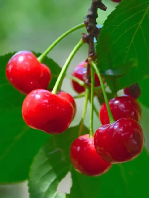 red Cherry Fruit