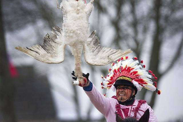 Goose pulling is an old sport originally played in parts of the Netherlands, Belgium, England and North America from the 17th to the 19th centuries. The sport involves a goose that is hung by its legs from a pole or rope that is stretched across a road. A man riding on horseback at a full gallop would attempt to grab the bird by the neck in order to pull the head off. Whoever makes off with the head is declared winner and becomes the noble hero of the day. Goose pulling is still practiced today, in parts of Belgium and in Grevenbicht in the Netherlands as part of Shrove Tuesday and in some towns in Germany as part of the Shrove Monday celebrations.