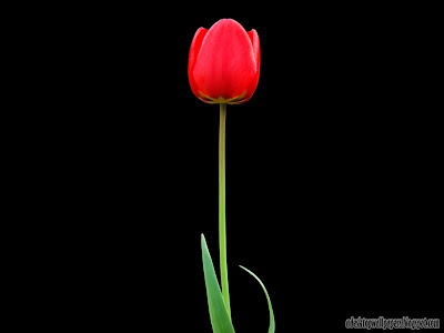 Beautiful Tulip Flower Desktop Wallpapers, PC Wallpapers, Free Wallpaper, Beautiful Wallpapers, High Quality Wallpapers, Desktop Background, Funny Wallpapers http://adesktopwallpapers.blogspot.com