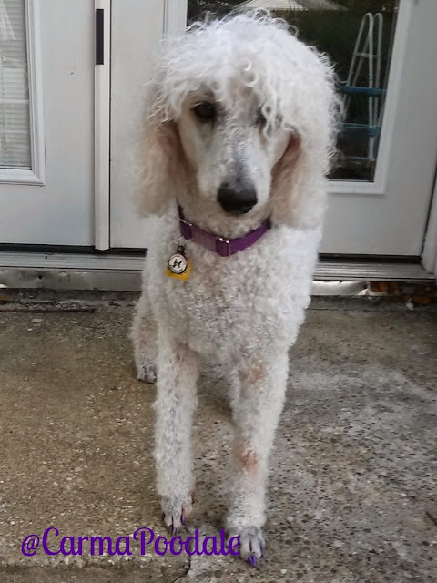 Standard white poodle with a flat topknot #CarmaPoodale