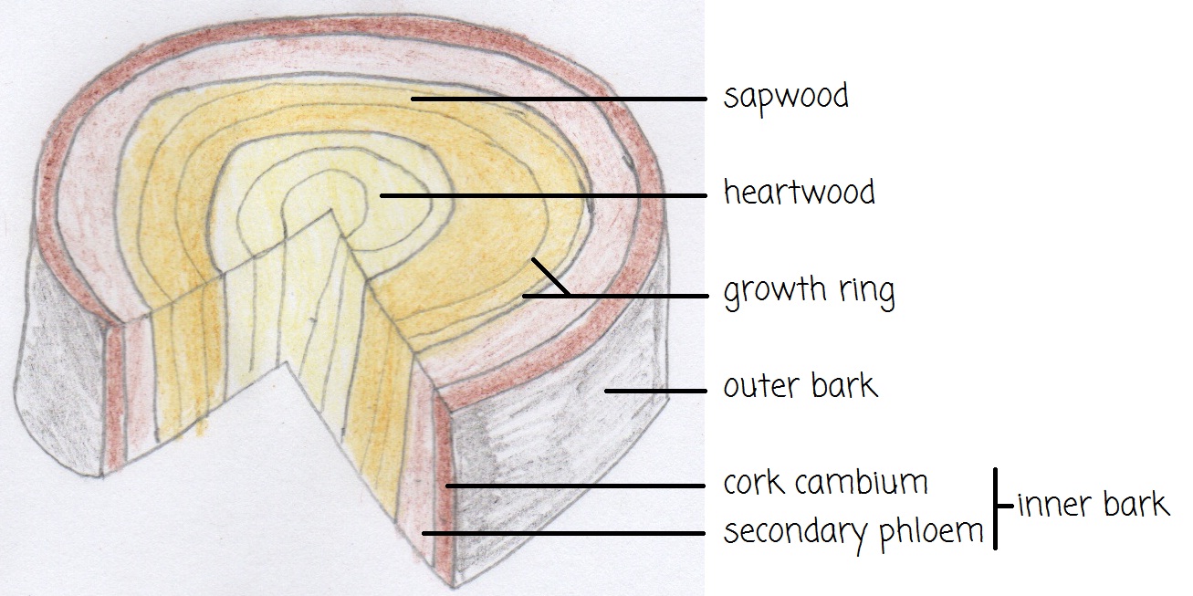 Annual growth rings hi-res stock photography and images - Alamy