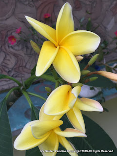 Plumeria Frangipani