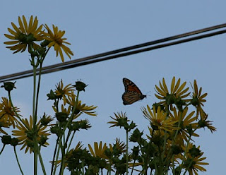 monarch on native cup plant