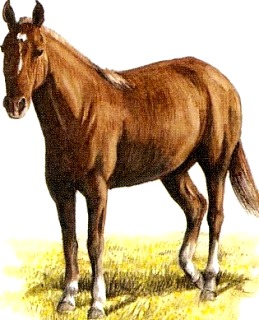 Dibujo de un caballo - Animal doméstico