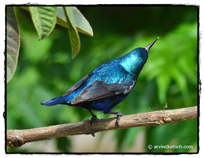 Purple Sunbird. Sunbird, Beautiful