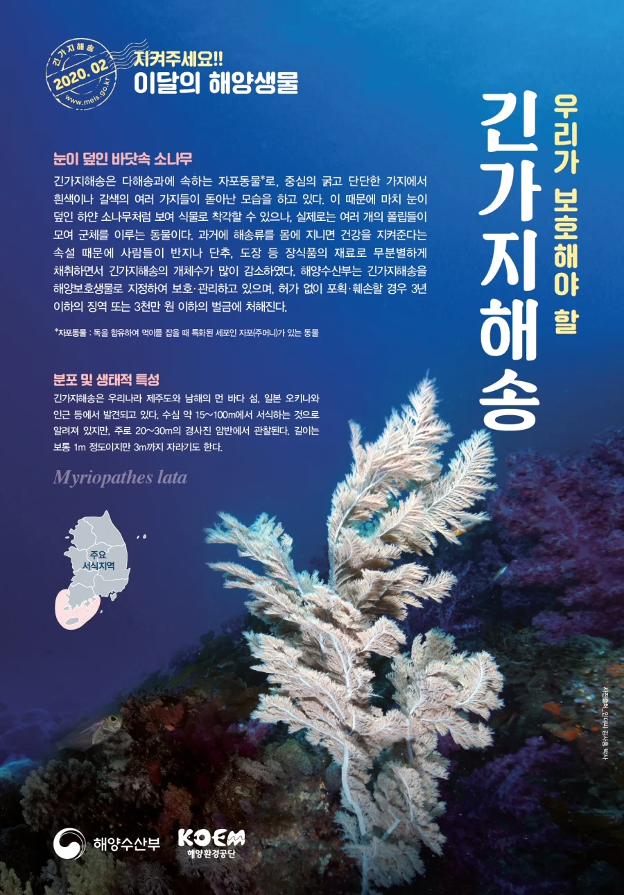 눈이 덮인 소나무를 닮은 ‘긴가지해송’을  2월 이달의 해양생물