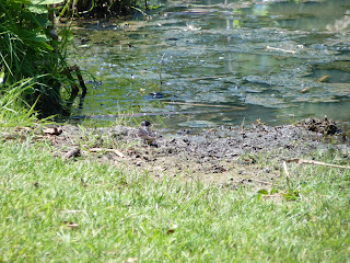 barn swallows in mud