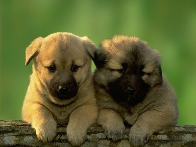 go to cute dog pictures, cute twin brown dogs