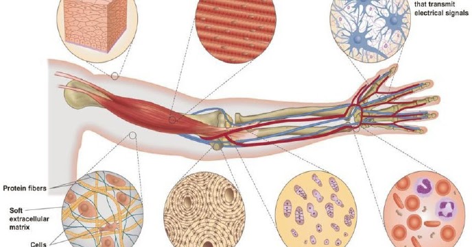 Struktur dan Fungsi Jaringan Hewan - Generasi Biologi