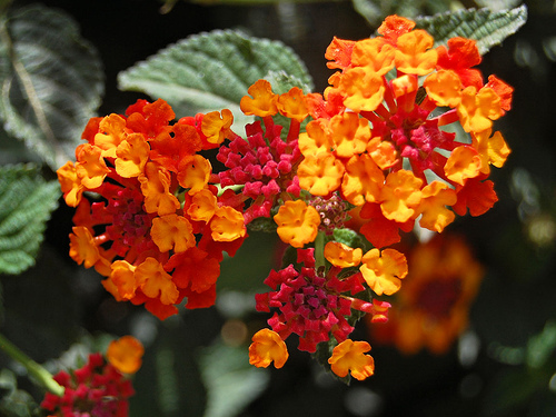 Lantana