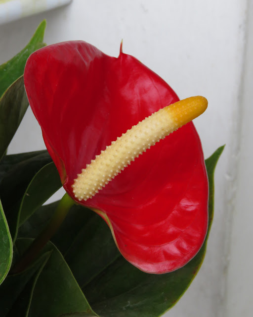 Red anthurium, Viale Marconi, livorno