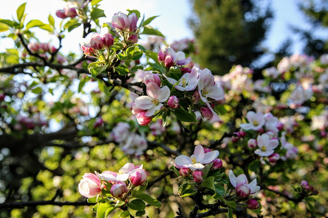 kwitnące kwiaty wiosną w ogrodzie, blooming spring in garden