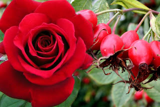 Rose flower and Rosehip