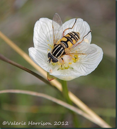 47-hoverfly Helophilus pendulus
