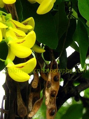 Laburnum tree seeds