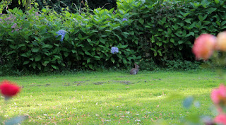 A bunny on the lawn