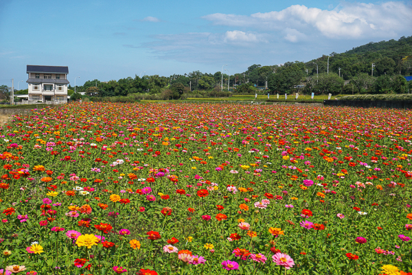 苗栗銅鑼杭菊花季-文峰國小旁杭菊花田，杭菊生活節菊內人杭菊季