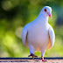 White Pigeon