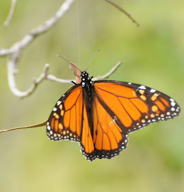 Monarch (Danaus plexippus)